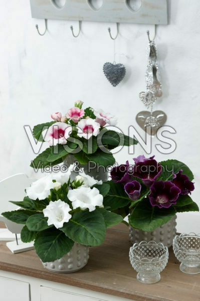 Gloxinia mixed