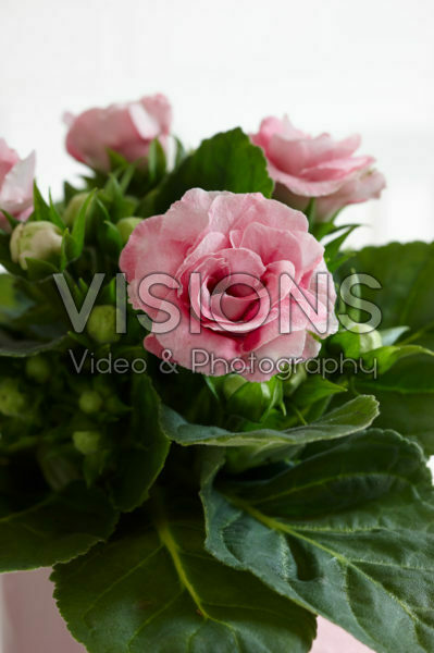 Gloxinia pink