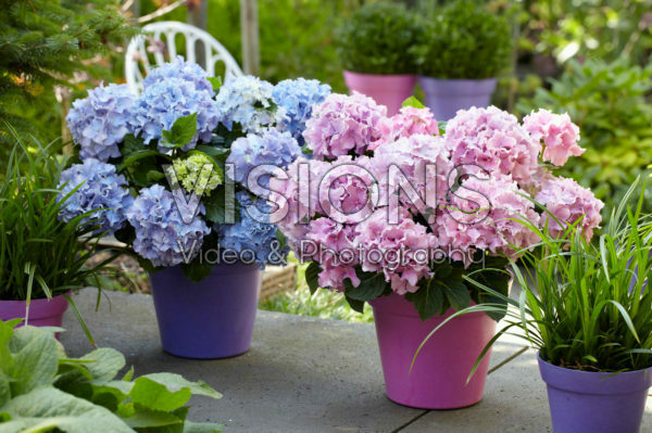 Hydrangea Spike ® Blue, Pink | Visions Pictures