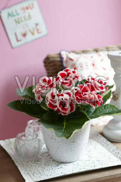 Gloxinia bicolour