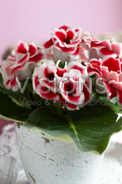 Gloxinia bicolour