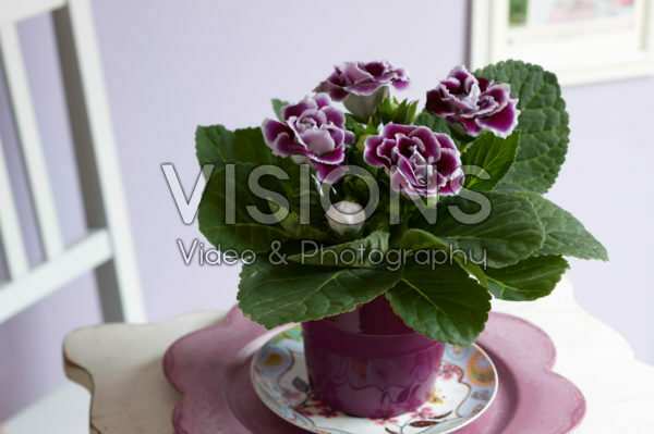 Gloxinia bicolour