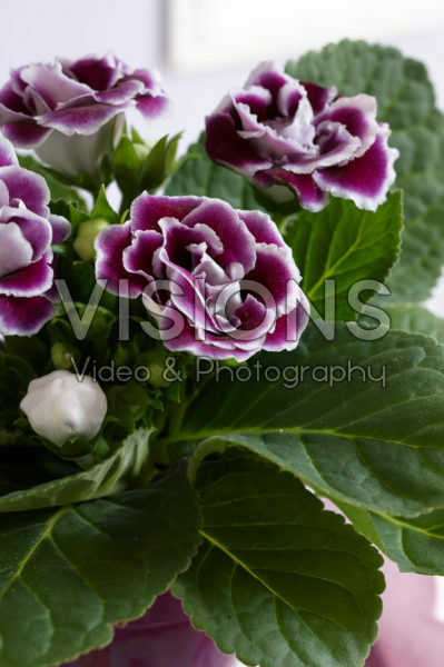 Gloxinia bicolour