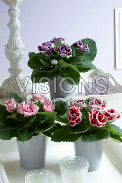 Gloxinia mixed
