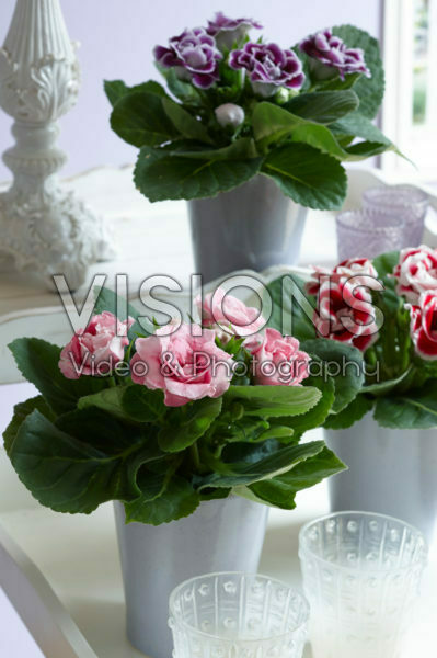 Gloxinia mixed