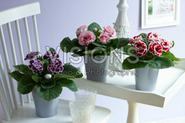 Gloxinia mixed