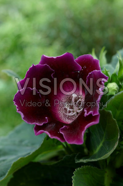 Gloxinia purple