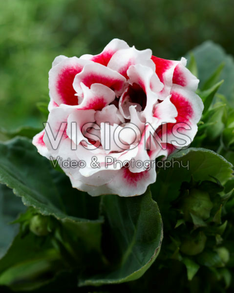 Gloxinia bicolour