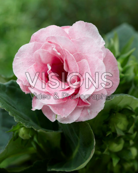 Gloxinia pink