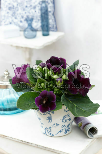Gloxinia purple