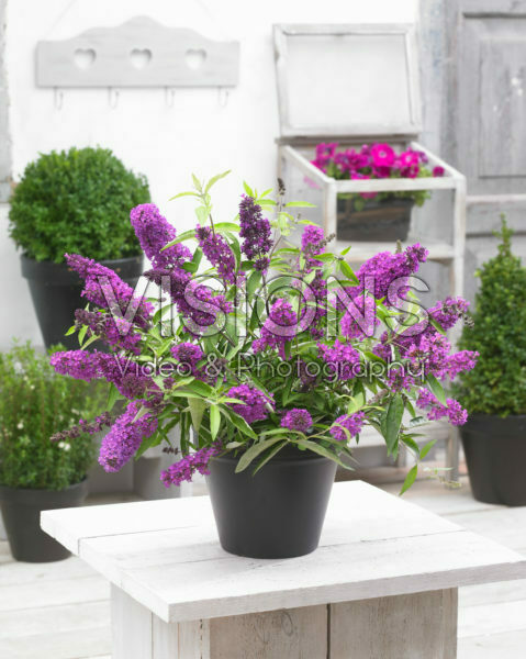 Buddleja Free Petite® Tutti Frutti Buddleja Free Petite® Tutti Frutti