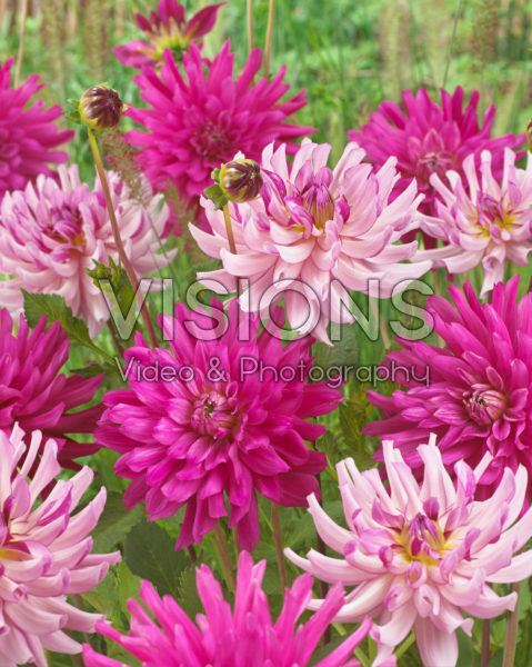 Dahlia Dark Diamond, Leila Savanna Rose