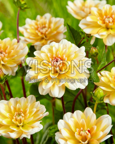 Dahlia Orange Perception