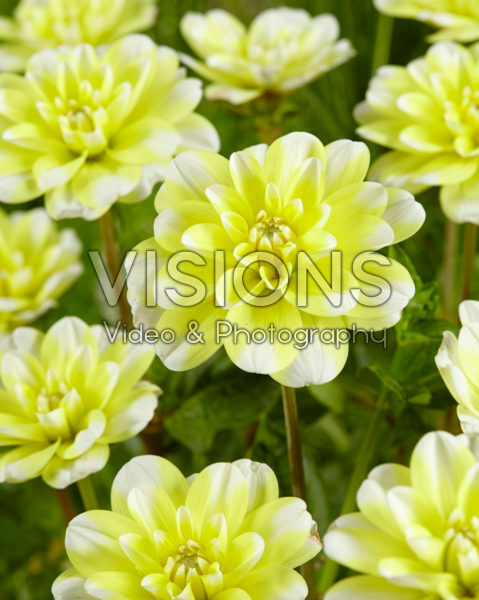 Dahlia Yellow Perception