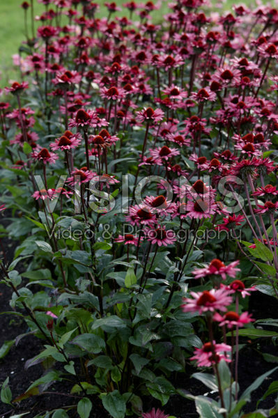 Echinacea purpurea Fatal Attraction®