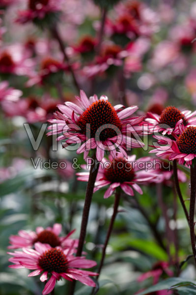 Echinacea purpurea Fatal Attraction®