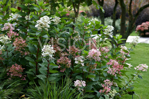 Hydrangea paniculata Early Sensation