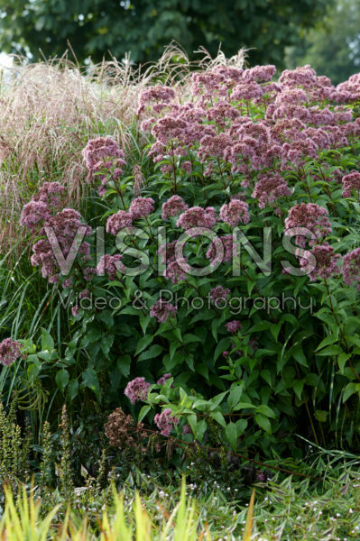 Eupatorium cannabinum