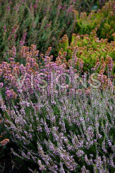 Calluna vulgaris Spring Torch