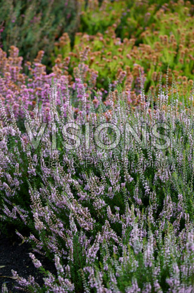 Calluna vulgaris Spring Torch