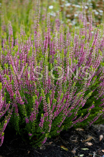 Calluna vulgaris Firefly