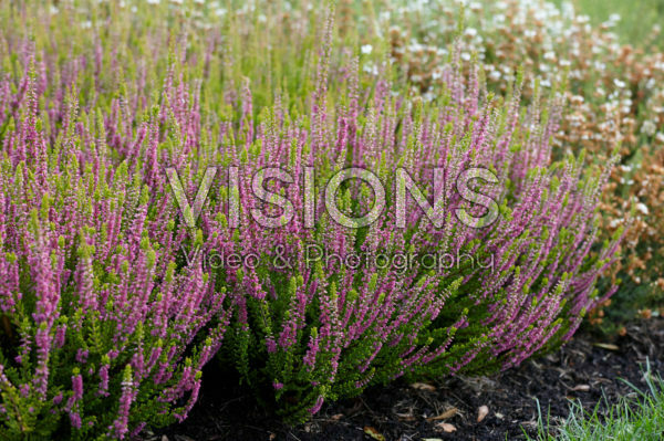 Calluna vulgaris Firefly