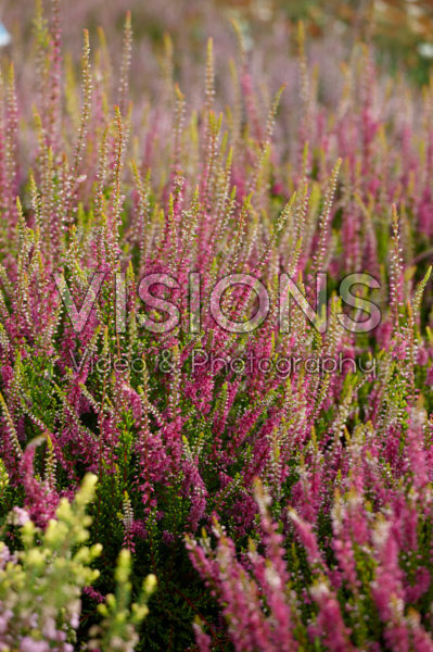 Calluna vulgaris Gold Spronk