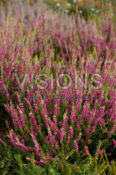 Calluna vulgaris Gold Spronk