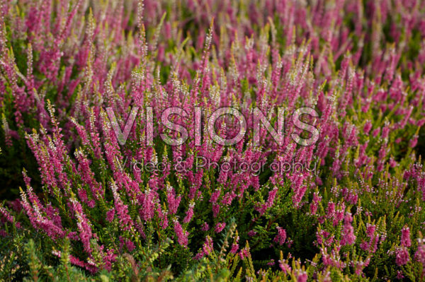 Calluna vulgaris Gold Spronk