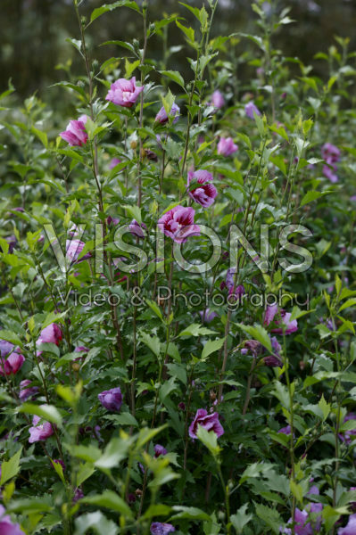 Hibiscus syriacus Purple Pillar