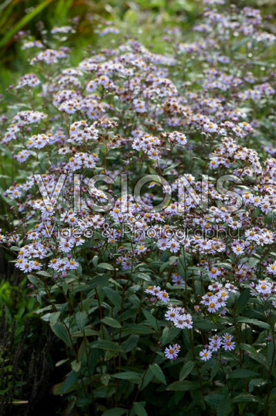 Aster ageratoides Harry Schmidt