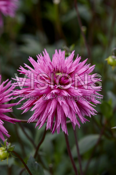 Dahlia Striped Ambition Dahlia Striped Ambition