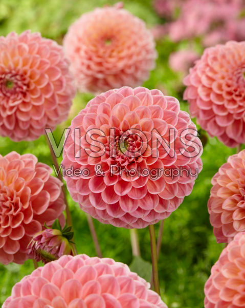 Dahlia Nathalie G Dahlia Nathalie G