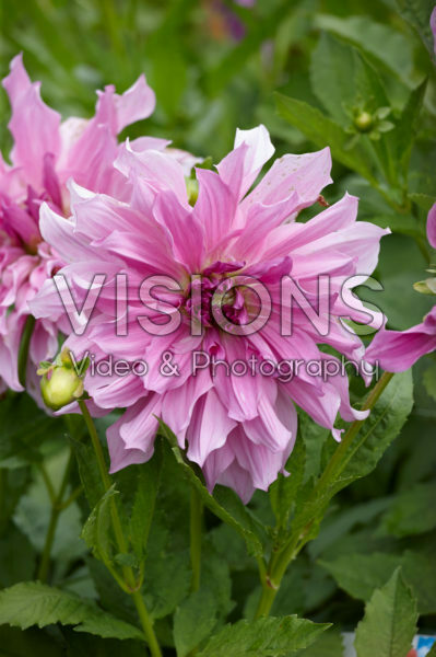 Dahlia Lavender Ruffles Dahlia Lavender Ruffles