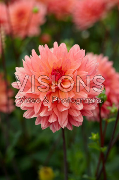 Dahlia Vrouwe Jacoba Dahlia Vrouwe Jacoba