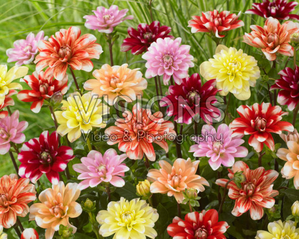 Dahlia waterlelie mix Dahlia waterlelie mix