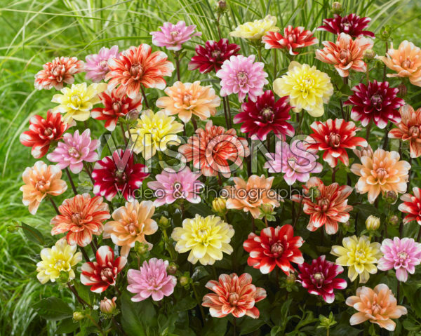 Dahlia waterlelie mix Dahlia waterlelie mix