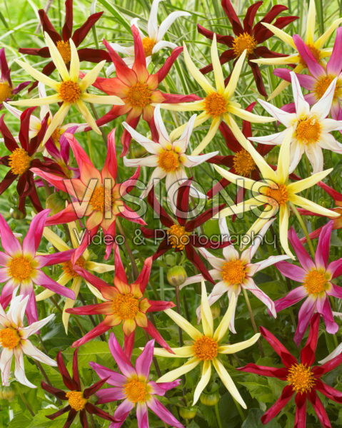 Dahlia Honka mix Dahlia Honka mix