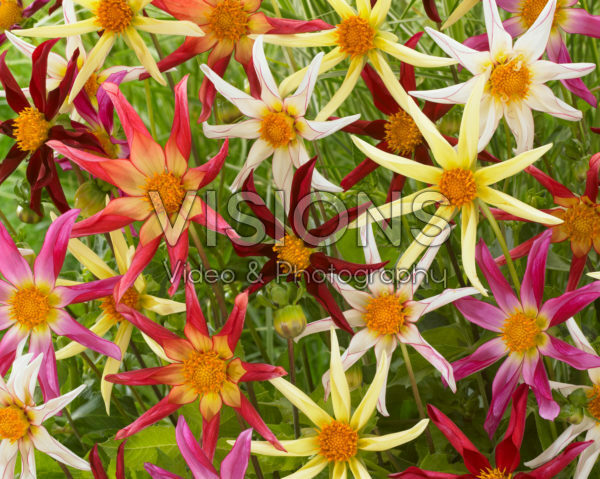Dahlia Honka mix Dahlia Honka mix