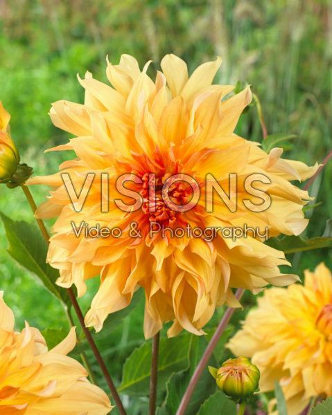 Dahlia Big Brother Dahlia Big Brother