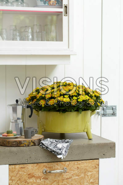 Chrysanthemum Lake Worth Dark Chrysanthemum Lake Worth Dark