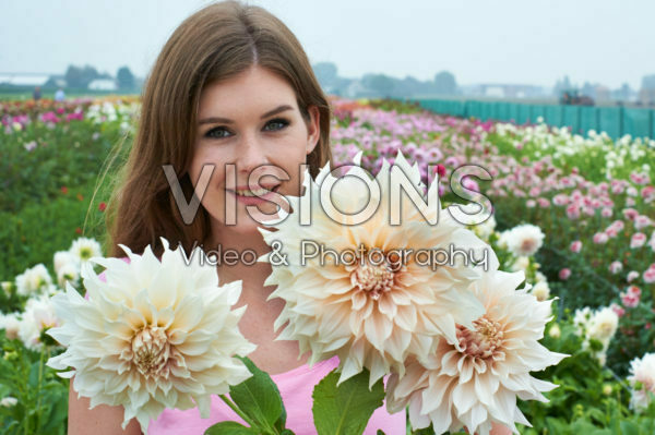 Dahlia Café au Lait Dahlia Café au Lait