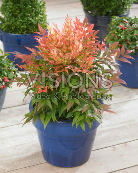 Nandina Sunset Boulevard ® Nandina Sunset Boulevard ®