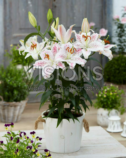 Lilium Muscadet Lilium Muscadet