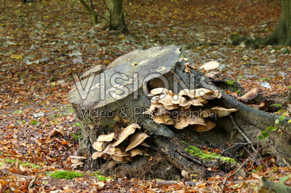 Fungus on tree stump