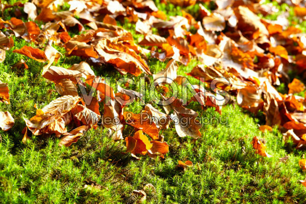 Fallen autumn leaves, moss
