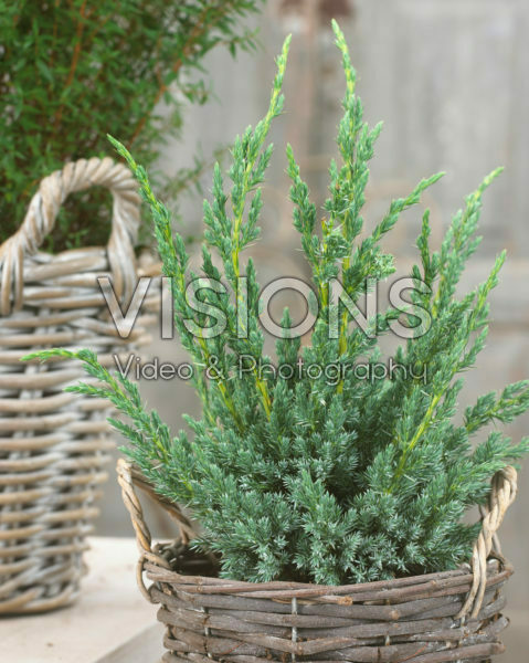 Juniperus squamata Blue Compact