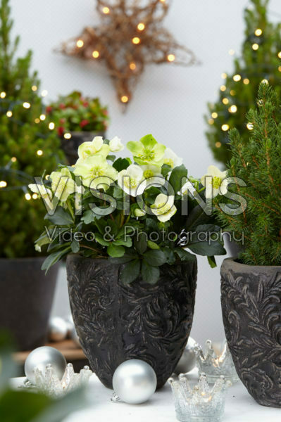 Helleborus niger Christmas Carol