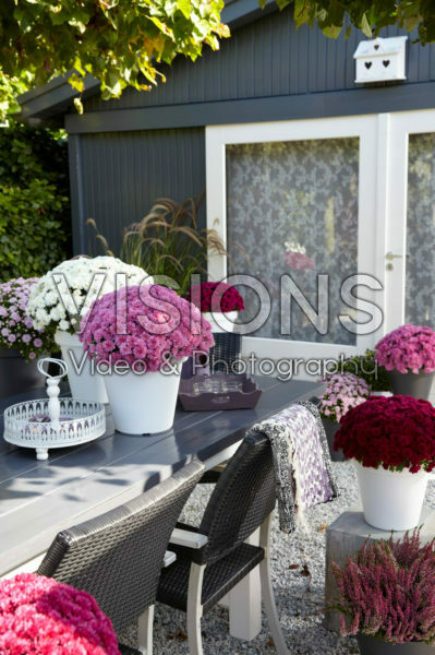 Chrysanthemum collection Chrysanthemum collection
