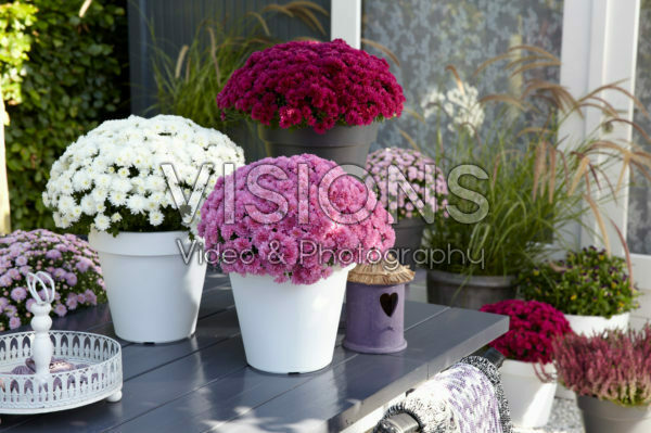 Chrysanthemum collection Chrysanthemum collection